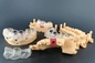 Автоматический принтер смолы 3D для зубоврачебного медицинского Biocompatible быстрого хода